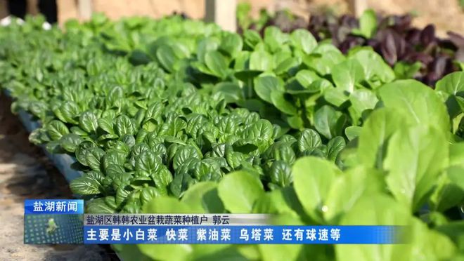 ope体育平台盆栽蔬菜引领种植新方向(图1)