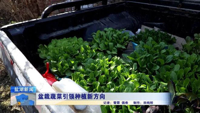 ope体育平台盆栽蔬菜引领种植新方向(图6)