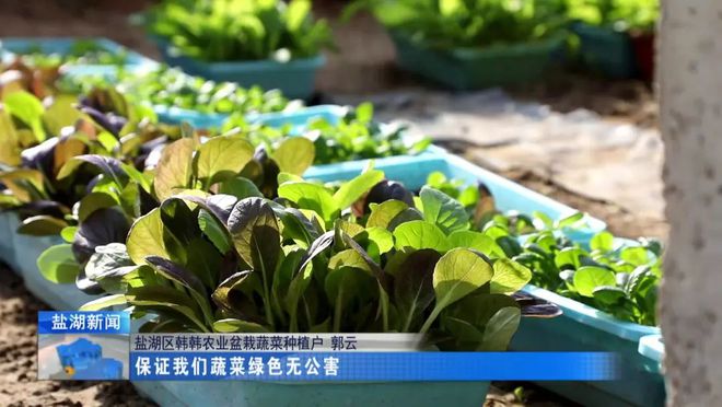 ope体育平台盆栽蔬菜引领种植新方向(图5)