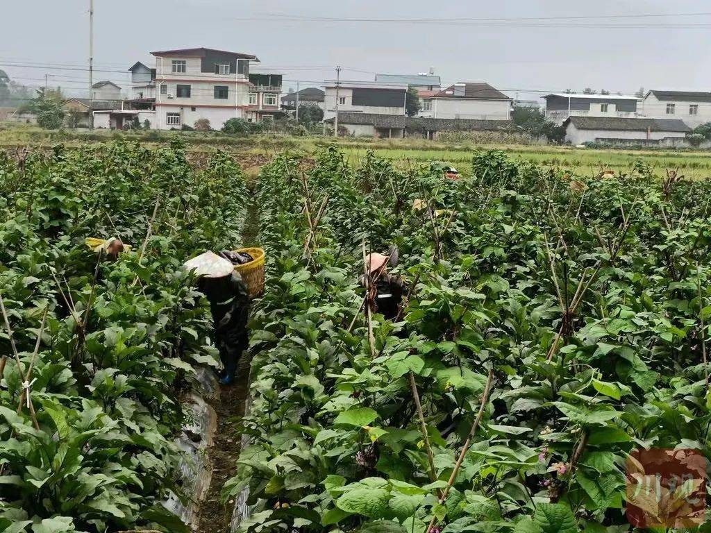 蔬菜价格何时回落？最新消息来了(图2)