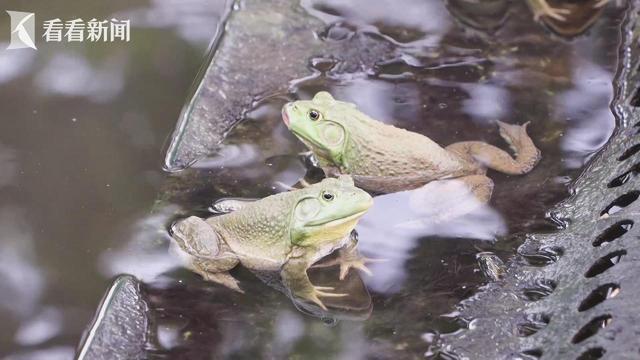 甜蜜限定解锁沪郊“小众水果”(图6)