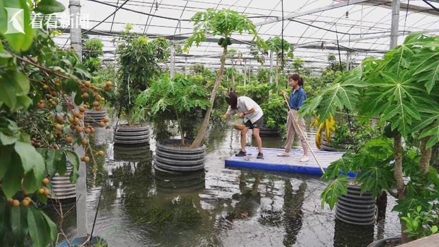 甜蜜限定解锁沪郊“小众水果”(图5)