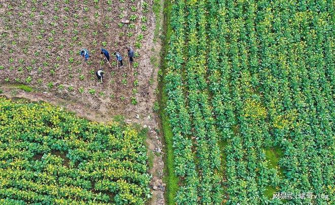 夏季最适合种植哪些农ope体育入口作物？大豆玉米葫芦等农民们必看(图5)