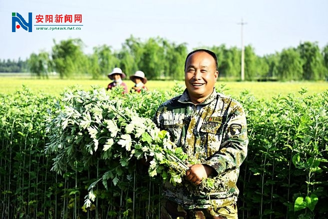 ope体育网址安阳汤阴：“千年仙草”托起“大产业”(图2)