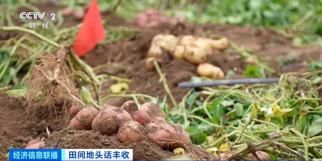 航空育种土豆即将收获 探访最新生长情况→(图2)