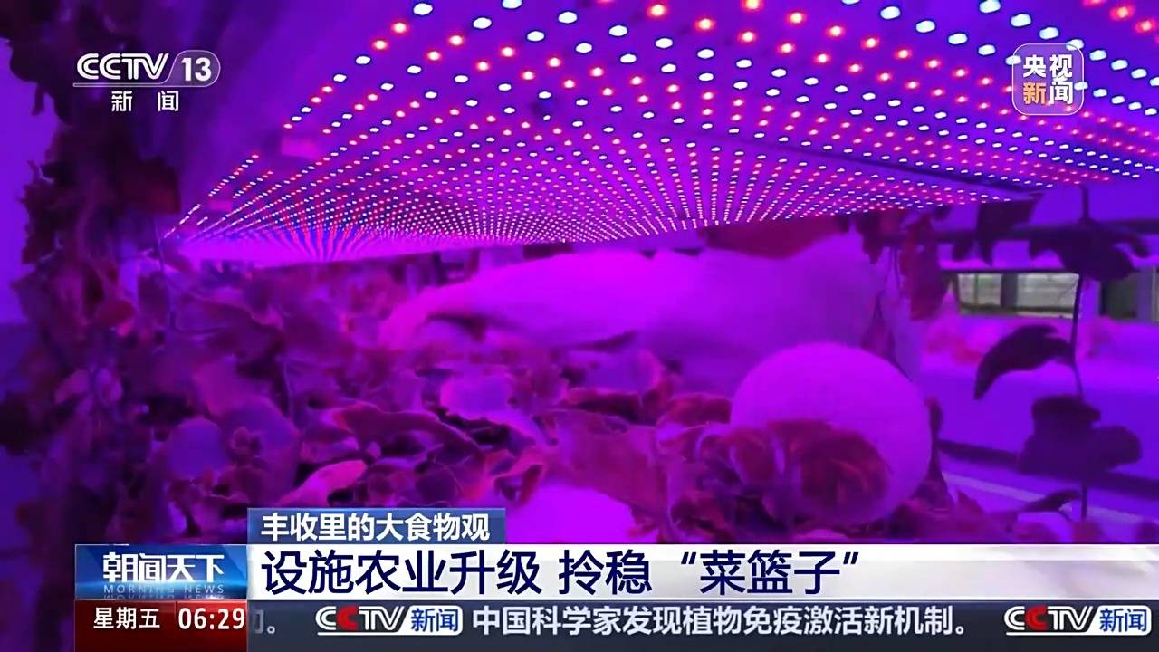 植物工厂长啥样？沙漠里能种水稻？揭秘种菜“黑科技”(图2)