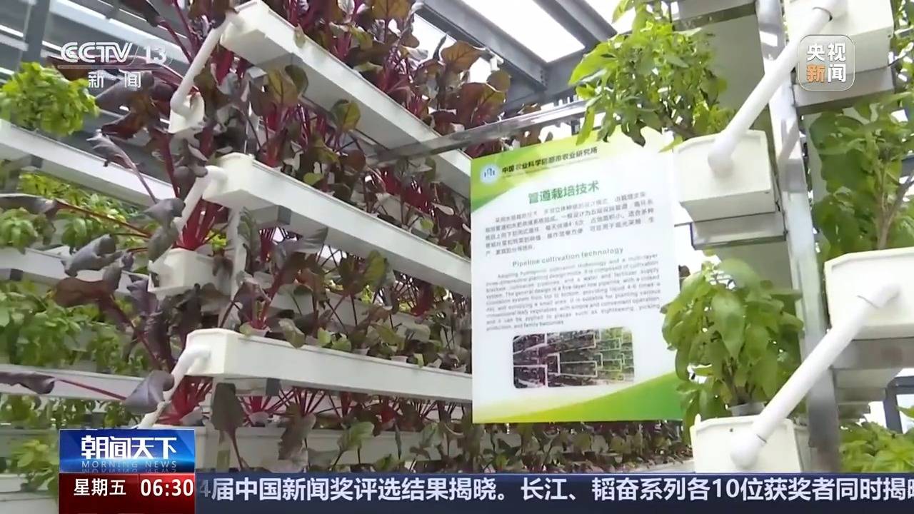 植物工厂长啥样？沙漠里能种水稻？揭秘种菜“黑科技”(图4)