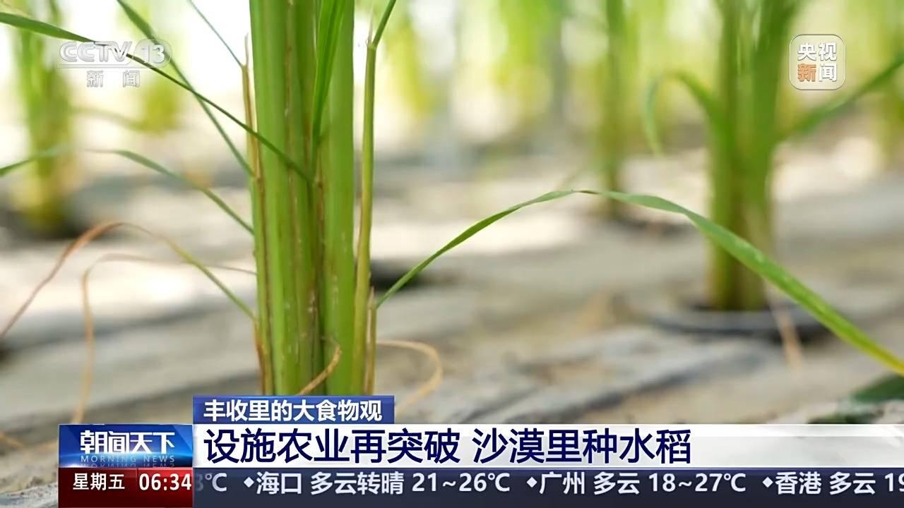 植物工厂长啥样？沙漠里能种水稻？揭秘种菜“黑科技”(图10)