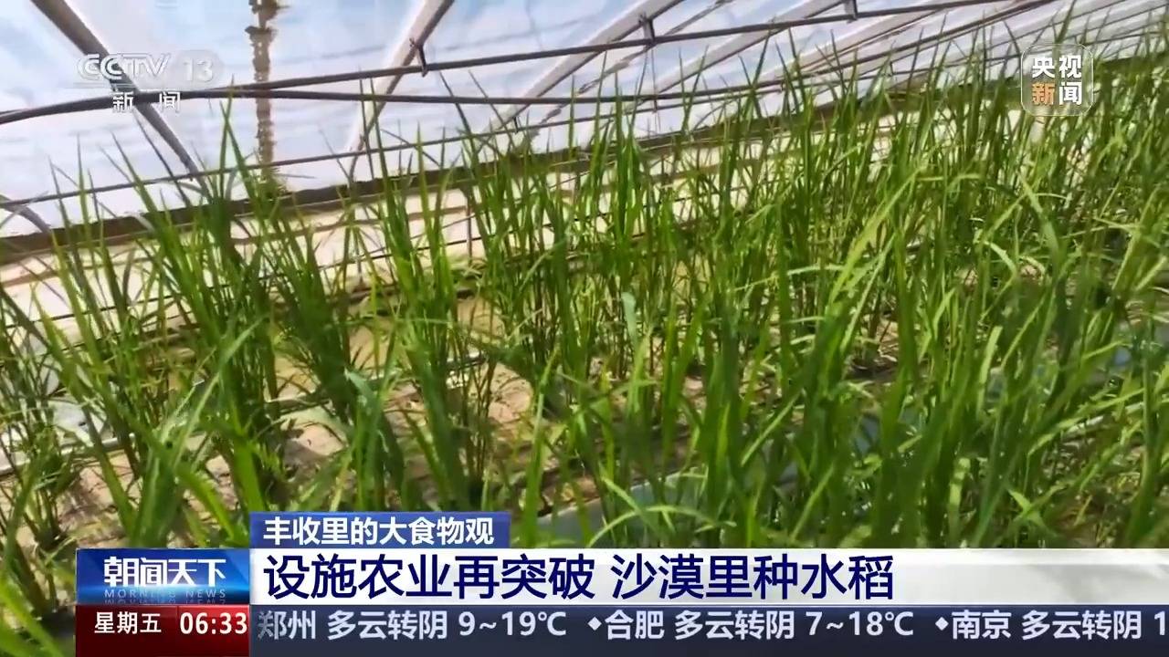 植物工厂长啥样？沙漠里能种水稻？揭秘种菜“黑科技”(图8)