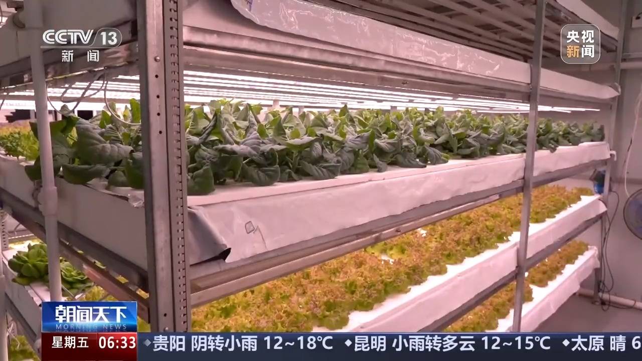 植物工厂长啥样？沙漠里能种水稻？揭秘种菜“黑科技”(图7)