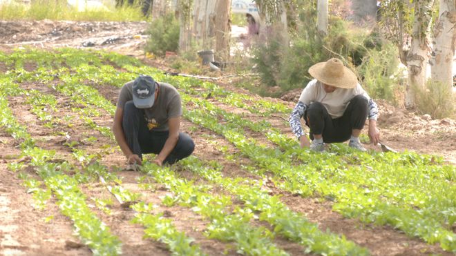 阿克苏市：板蓝根实验性种植为增收致富开“良方”(图2)