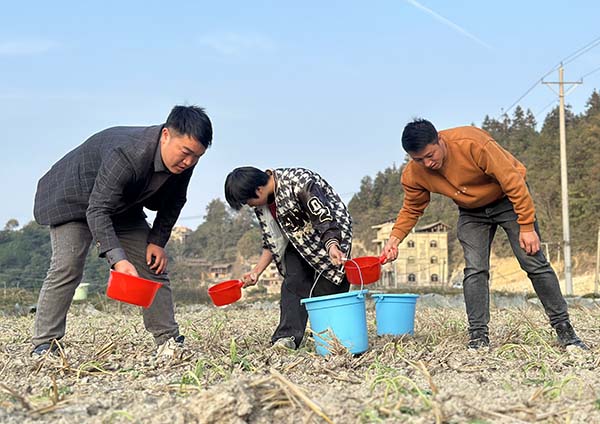 贵州台江：油菜种植扮新ope体育下载绿 不误农时不负耕(图2)