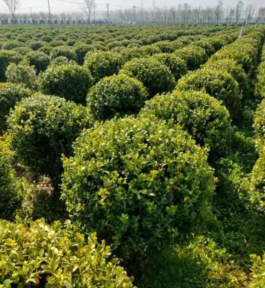 四川阿坝茂县乔木种植基地简介介绍(图1)